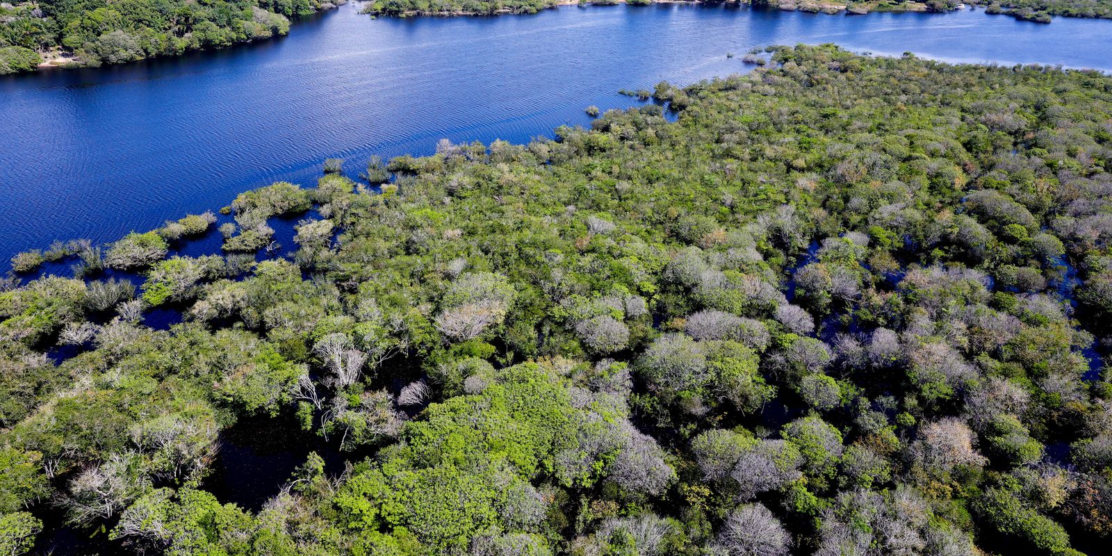 Manaus, AM 06/07/2024 Cenas da Amazônia. Floresta margeada pelo Rio Negro Foto: Fabio Rodrigues-Pozzebom