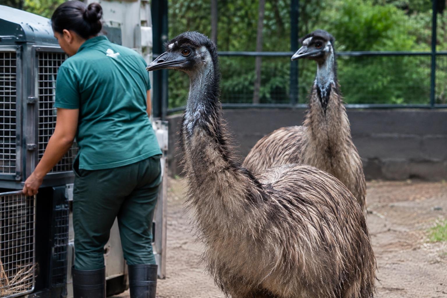 Emu resgatado após correr em viaduto no Rio chega a 50 km/h e mede até 2 metros
