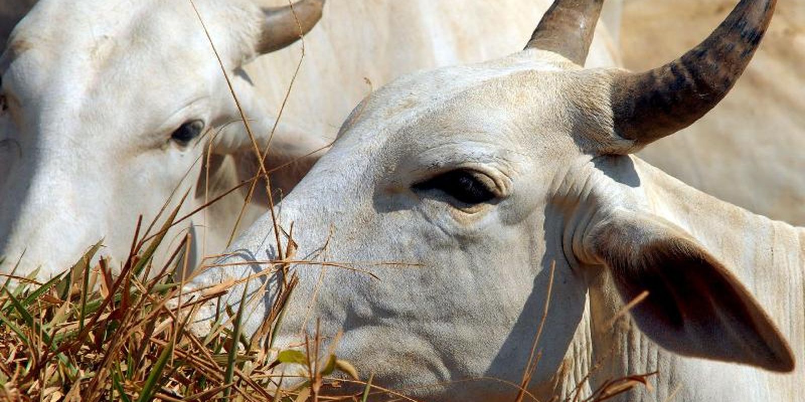 Carne bovina brasileira passa a pagar tarifa de 67% na entrada da China