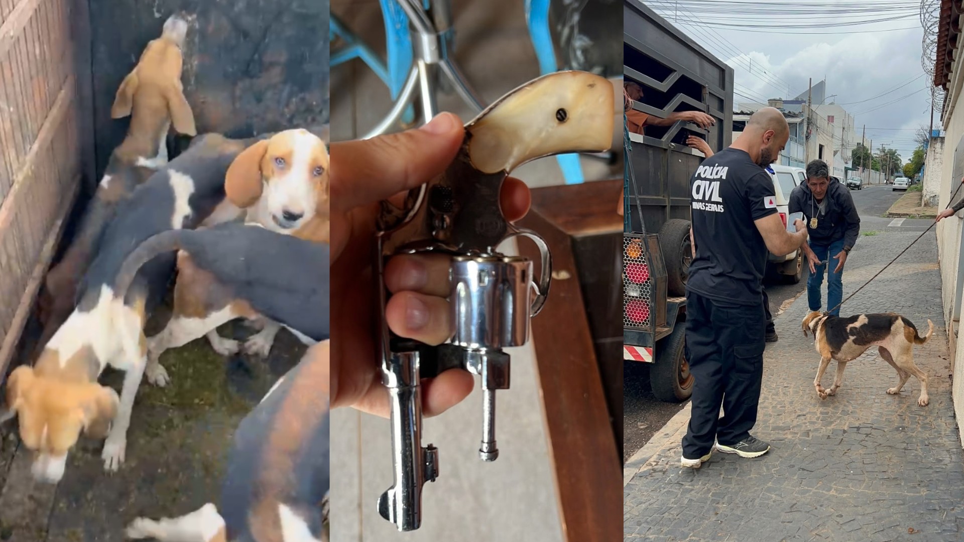 Dono de canil é preso com armas durante resgate de nove cães em Minas Gerais