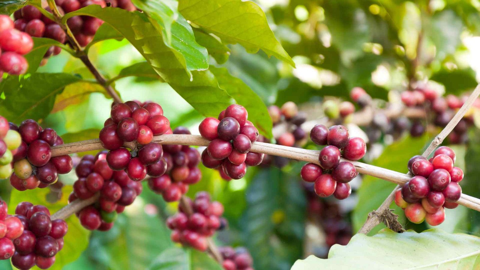 Produtores reagem à isenção da tarifa de importação