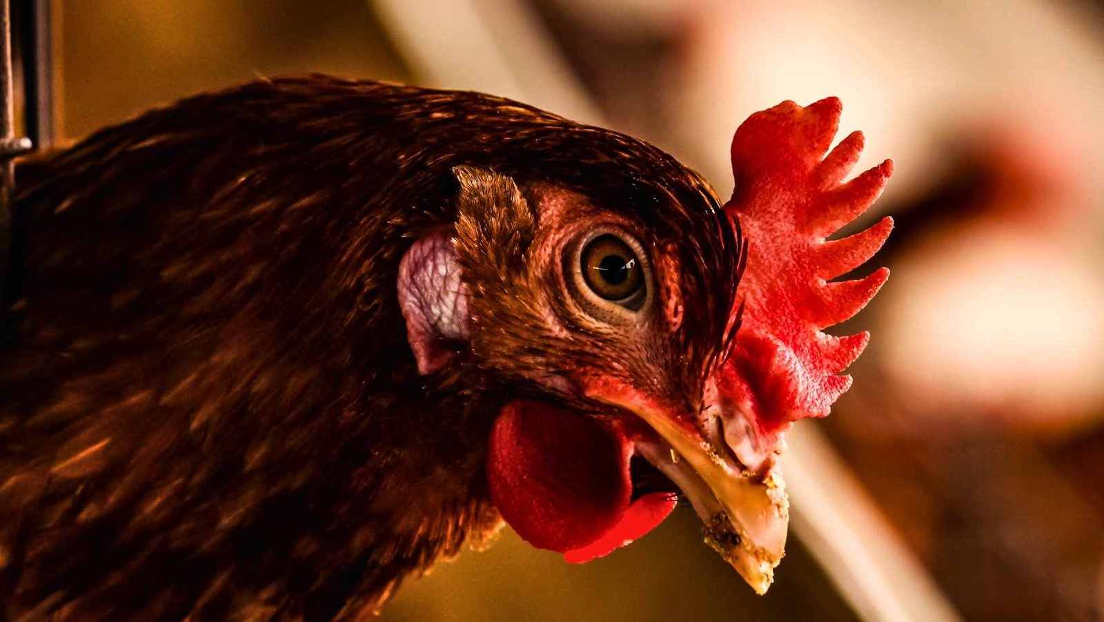 Minas Gerais decreta emergência sanitária animal após confirmação de gripe aviária em aves ornamentais