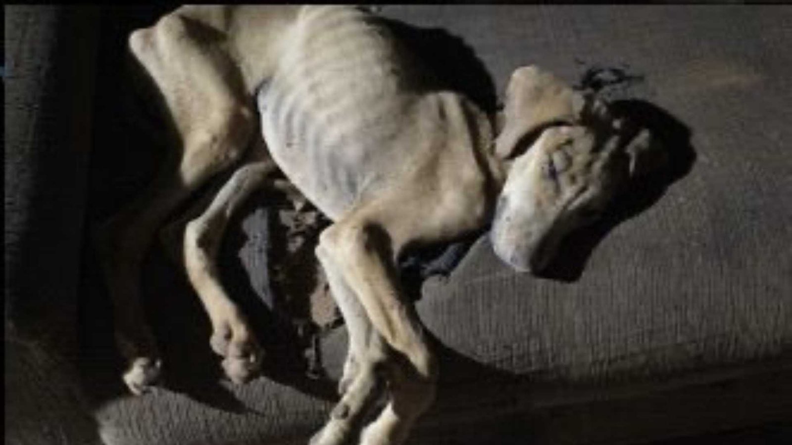 Polícia Civil indicia homem por maus-tratos após morte de cão em São Gotardo