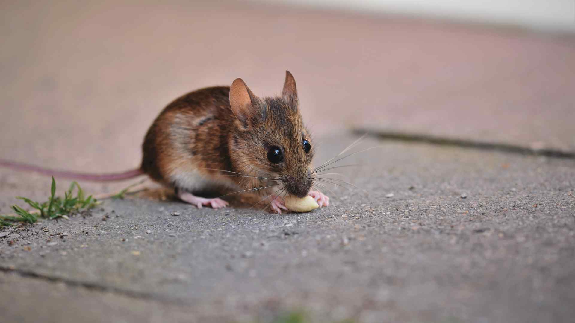 Cientistas alteram gene e fazem ratos “falarem” em estudo revolucionário