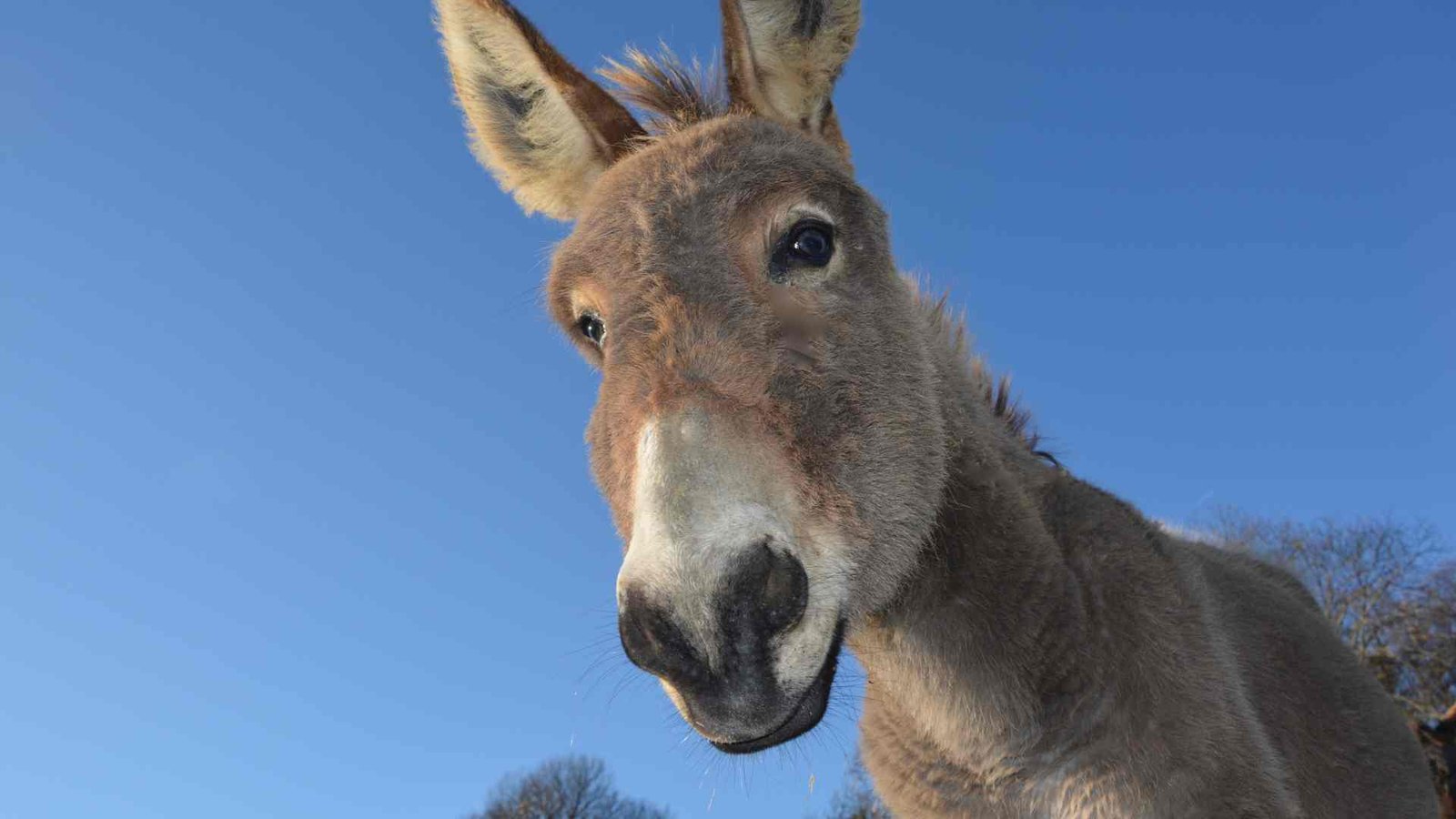 Dia Internacional do Burro: Data Celebra Inteligência e Resiliência do Animal