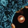 Caminho para a cura: Nanopartículas de mRNA podem revolucionar o combate ao HIV