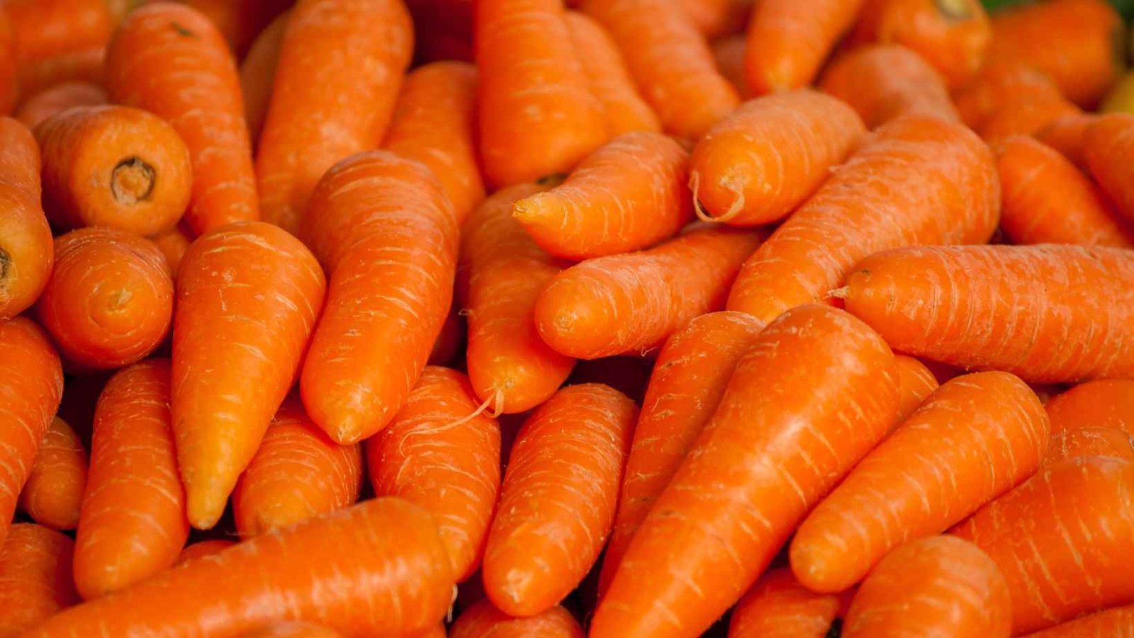 Queda no preço da cenoura preocupa produtores em Minas Gerais