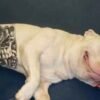 Agora é Lei: Tatuagens e Piercings em Cães e Gatos Estão Proibidos no Brasil