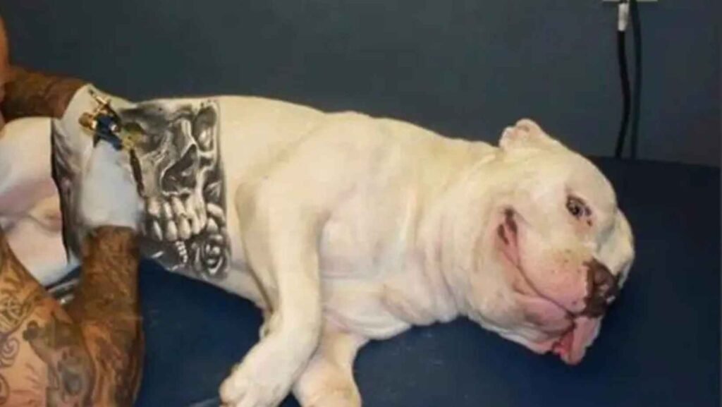 Agora é Lei: Tatuagens e Piercings em Cães e Gatos Estão Proibidos no Brasil