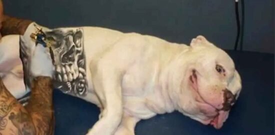 Agora é Lei: Tatuagens e Piercings em Cães e Gatos Estão Proibidos no Brasil