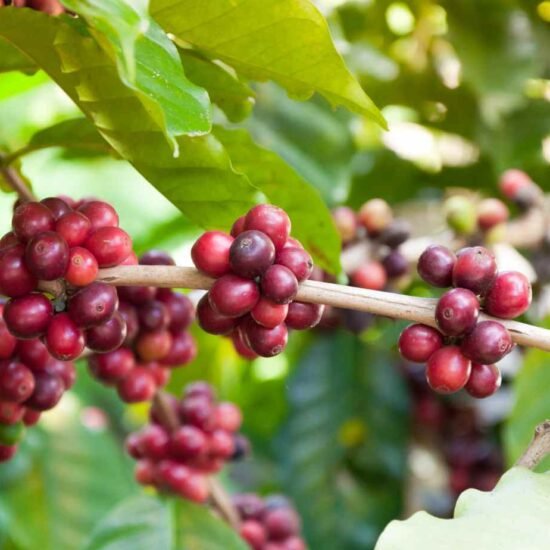 Exportações do agronegócio mantêm Minas Gerais em destaque no mercado global