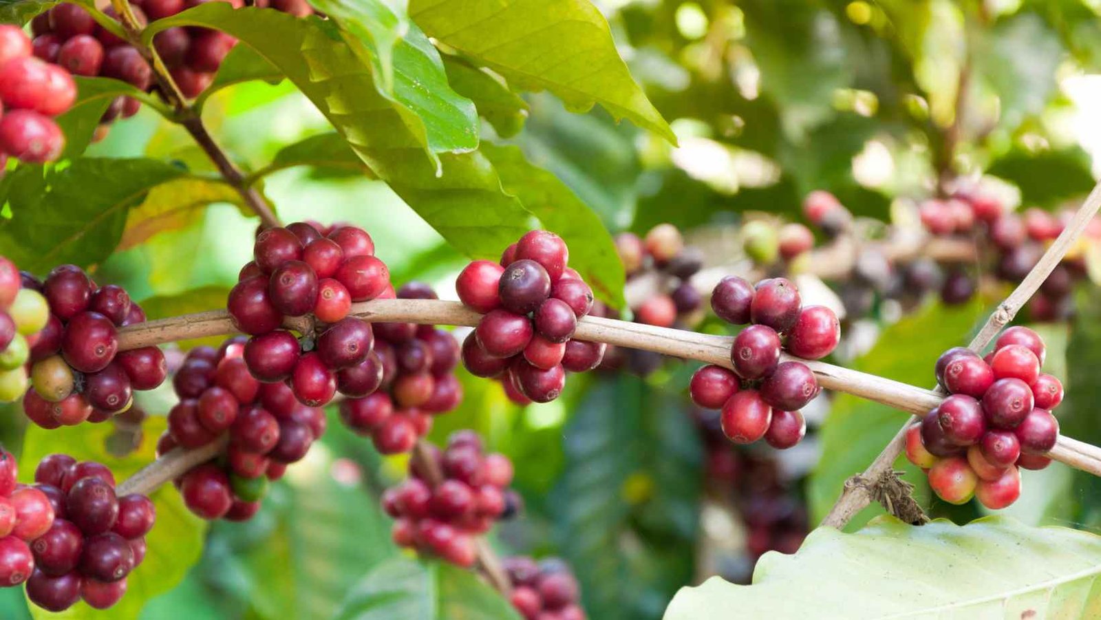 Exportações do agronegócio mantêm Minas Gerais em destaque no mercado global