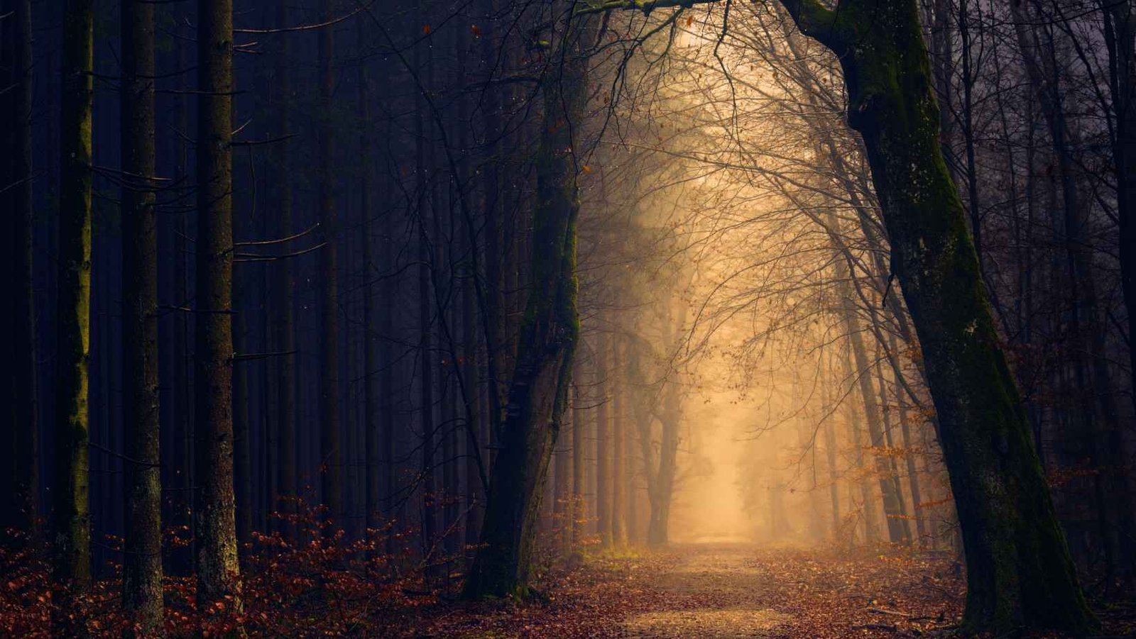 Ciência explica o que acontece no cérebro durante experiências de quase morte