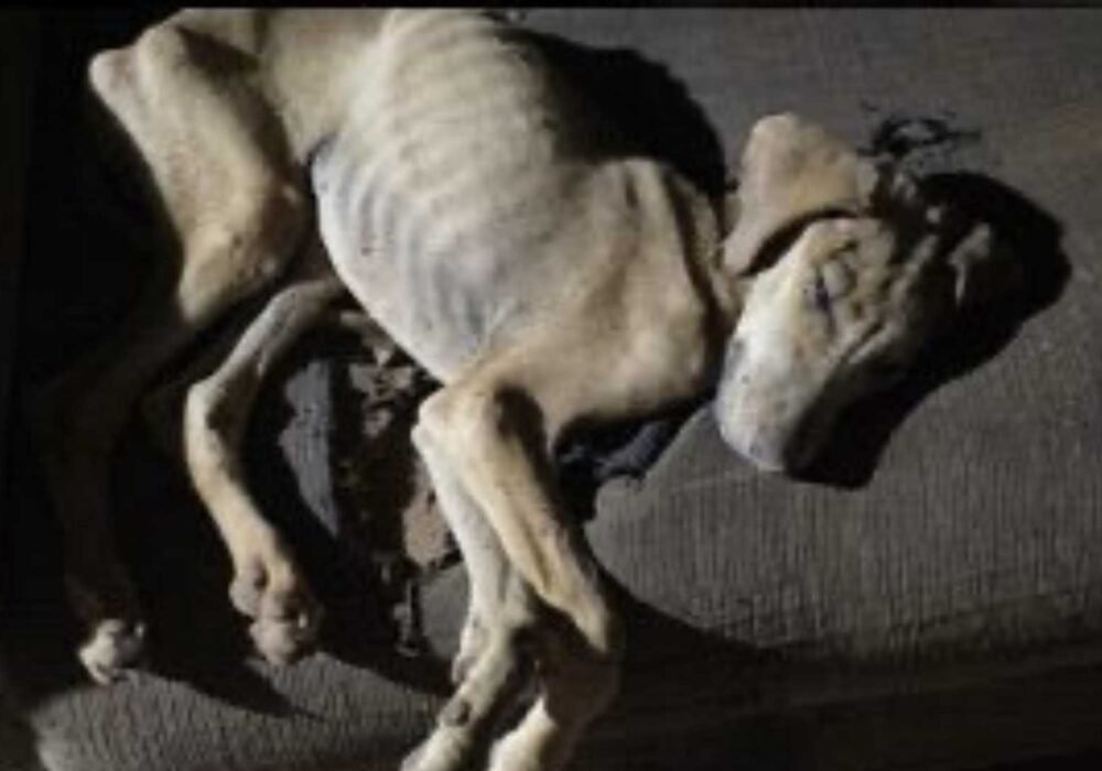 Polícia Civil indicia homem por maus-tratos após morte de cão em São Gotardo