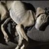 Polícia Civil indicia homem por maus-tratos após morte de cão em São Gotardo