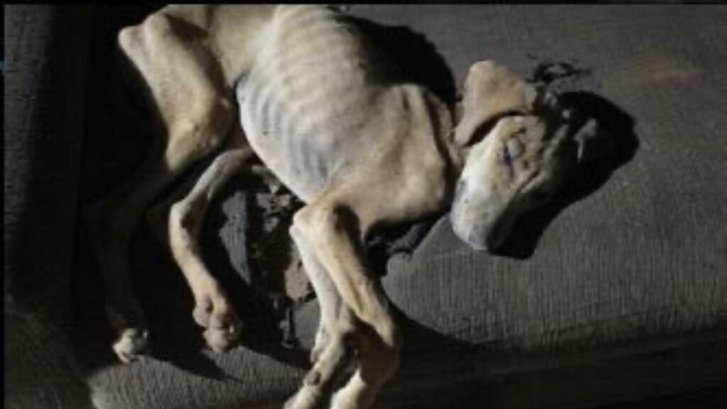 Polícia Civil indicia homem por maus-tratos após morte de cão em São Gotardo
