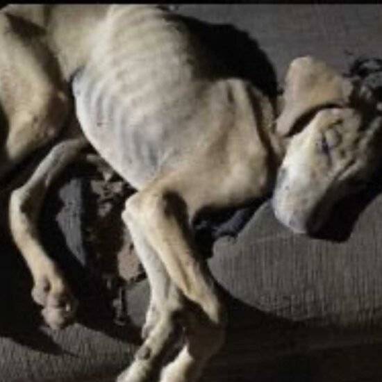 Polícia Civil indicia homem por maus-tratos após morte de cão em São Gotardo